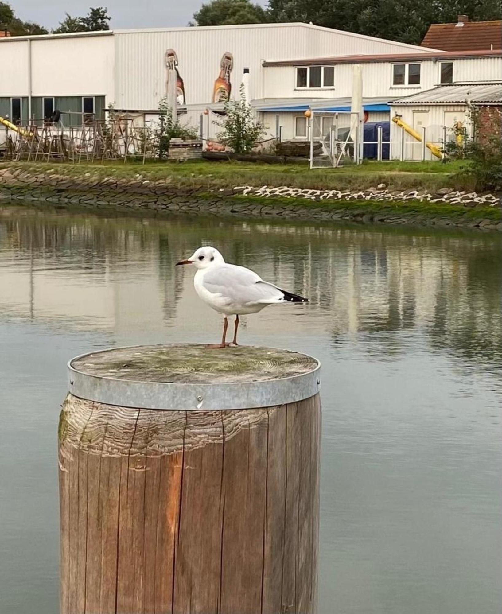 Strandkorb Buesum Exklusiv,Hafennaehe Buitenkant foto